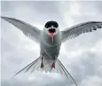  ??  ?? National Trust vigilance has allowed the Arctic tern to flourish and take flight