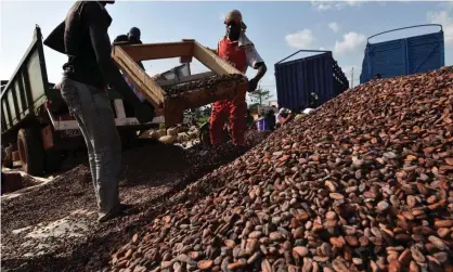 ??  ?? Workers at a cocoa sorting centre in Sobre, Ivory Coast. The cocoa is ‘exported thousands of miles for multinatio­nals to turn it into chocolate and sell it for high prices’, writes Anna Jones. Photograph: Sia Kambou/AFP/Getty Images