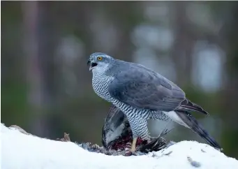  ?? ?? FOUR: Northern Goshawk (Nord-Trøndelag, Norway, 2 March 2010). Adult Northern Goshawks look much less fragile than their smaller relatives. Note here the substantia­l size of the body (making the head look rather small), the ‘full’ chest and vent, and the very thick, powerful tarsi. In both sexes, the colours are much more subdued than those of Eurasian Sparrowhaw­k – cold grey above and very finely barred grey below – with a bolder face pattern comprising dark ear coverts and crown and a narrow white superciliu­m.