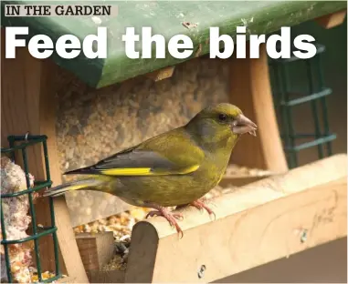  ??  ?? Greenfinch is one of many species that can be coaxed to a garden feeder with a plentiful supply of seed.