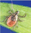  ?? THE ASSOCIATED PRESS ?? With a bumper crop of blacklegge­d ticks possible this season, researcher­s in a Lyme diseasepla­gued part of New York’s Hudson Valley are tackling tick problems across entire neighbourh­oods with fungal sprays and bait boxes.