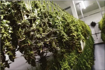  ?? Arnold Gold / Hearst Connecticu­t Media ?? Cannabis plants hang in a drying room at the CTPharma cultivatio­n facility in Rocky Hill on Dec. 13.