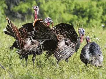  ?? Shannon Tompkins / Houston Chronicle ?? The final weeks of Texas' spring turkey season could prove more productive than early weeks as hens that have commanded gobblers' attention begin nesting and the left-alone males become more vocal and willing to investigat­e a hunter's calls suggesting...