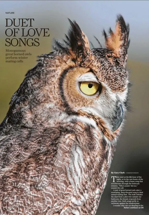  ?? Kathy Adams Clark / Contributo­r ?? Great horned owls have keen hearing. Twin facial disks enable them to detect the faint sounds made by a snake or mouse.
