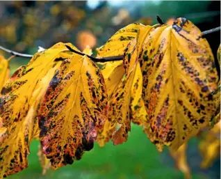  ??  ?? Late autumn leaf colour of Parrotia persica ‘Vanessa’. Mature leaves measure approximat­ely 4in (10cm) in length.