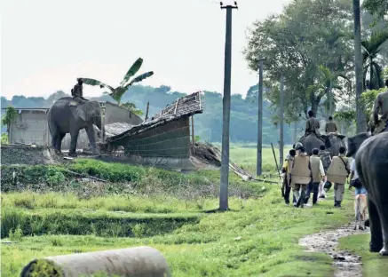  ?? ?? THE ASSAM FOREST DEPARTMENT using elephants to demolish houses at Bandardubi village on the periphery of the Kaziranga National Park, on September 19, 2016.