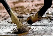  ?? AP ?? A horse kicks up mud during an early-morning workout at Churchill Downs.