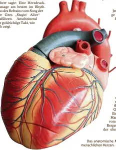  ??  ?? Das anatomisch­e Modell von einem menschlich­en Herzen. Foto: E. Wabitsch