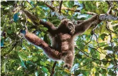  ??  ?? Gibbon‰Affen gehören zu den besonders gefährdete­n Tierarten. Tierärztin Hannah Emde kümmert sich um solche Affen.