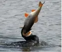  ??  ?? One specimen roach to a cormorant...