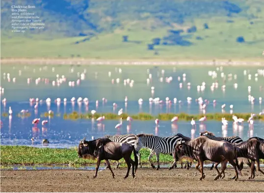  ??  ?? Clockwise from this photo: zebra, wildebeest and flamingos in the Serengeti; that luxury safari vibe at Highlands Ngorongoro; lioness gets a close-up