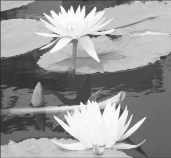  ?? ?? Water Lilies have thorny undersides (Image by TravelScap­e on Freepik)