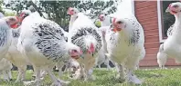  ??  ?? Die Hühner auf dem Wissenscha­ftlichen Geflügelho­f bewegen sich, anders als viele Artgenosse­n, fast durchweg im Freien,