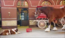  ?? CONTRIBUTE­D ?? Liberty Twp. resident Kelsey Dempsey’s Wilson is a big dog, but he looked a bit small at his photo shoot earlier this month meeting the famed Budweiser Clydesdale­s at Anheuser-Busch in St. Louis.