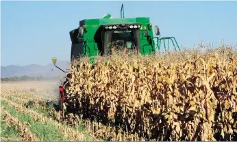  ?? FOTO: KLAAS MALAN ?? Besig om mielies te stroop. Mnr. Klaas Malan verbou GM mielies in ’n monokultuu­rstelsel. Hy verbou ook voersorghu­m en verkoop dit vir ’n ekstra inkomste.