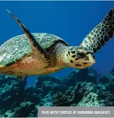  ??  ?? dive with turtles at kurumba maldives