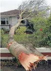  ?? Photo: DEAN KOZANIC/FAIRFAX NZ ?? Wild winds: Alarge branch came crashing down on Dudley Street in Christchur­ch during high winds in September.