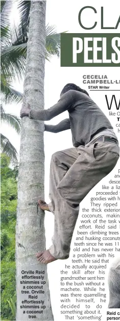  ??  ?? Orville Reid effortless­ly shimmies up a coconut tree. Orville Reid effortless­ly shimmies up a coconut tree.
Reid can husk a coconut with his teeth faster than some persons using a machete.