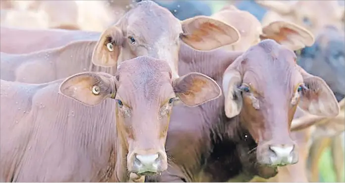  ?? Picture: SUPPLIED ?? The Brucellosi­s Tuberculos­is Eradicatio­n Campaign (BTEC) is a government-run program, operated by MOA to help reduce and eventually eradicate BTB and BBR in cattle in Fiji.