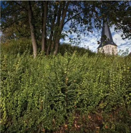  ?? FOTO LUC DAELEMANS ?? Hier begint het verhaal van de graven van Loon: bijna bovenop de burchtheuv­el in Borgloon, rechts schemert de toren van de Loonse Odulfusker­k doorheen het groen. Tot in de jaren 1870 stond hier nog de ruïne van de stamburcht van de graven van Loon. Die werd toen gesloopt.