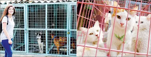  ??  ?? (Left) Agricultur­al college student Assan Attallah, 22, poses with animals at a shelter in Baghdad. Homeless animals in Iraq typically face cruelty or even exterminat­ion on the streets of the city. • (Right) Cats are seen at a shelter in the Iraqi...