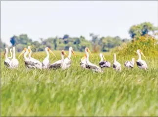  ?? ENVIRONMEN­T MINISTRY ?? A flock of birds at Ang Trapang Thmar Landscape Protection Area in Banteay Meanchey province last year.