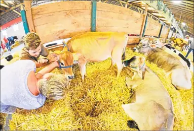  ?? File photos / Hearst Connecticu­t Media ?? Aimee and Evan Carpenter, of Washington, meet Chesney, a calf in the care of Konnor Curtis, of North Canaan, at the Litchfield County 4-H Fair in 2015. This year’s fair will be held at the Goshen Fairground­s Aug. 4-5.