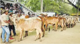  ?? FOTO ?? Una de las grandes atraccione­s del evento será la Exposición Gyr, organizada por la firma Klarens.