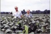  ??  ?? Boyce Martin Sr. and his wife, Minnie, stand in a field of row crops during the earlier years on the Martin Cattle Farm.