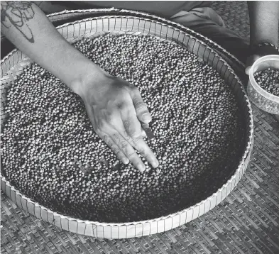  ?? PHOTOS: DENIS D. GRAY / THE ASSOCIATED PRESS ?? A worker sorts through the pepper by hand in Kampot, Cambodia. Lauded by celebrity chefs, exorbitant­ly priced, Cambodia’s Kampot pepper is enjoying a renaissanc­e, aided by special recognitio­n and protection from the EU.