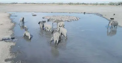  ?? Picture: AFP ?? VULNERABLE. Elephants drink water in a channel that is drying up in the Okavango Delta near Nxaraga village on the outskirts of Maun in Botswana.