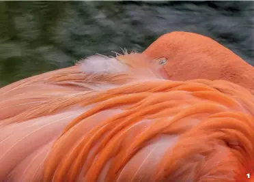  ??  ?? 1 One Eye Open by
John Hutchison A creative crop to achieve a slightly abstract image of the flamingo’s vibrant feathers. 1