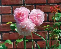  ?? Associated Press ?? From breeder David Austin comes Strawberry Hill rose, which is one of many modern shrub roses that captures the look and fragrance of old-fashioned roses with today's sought-after repeat-blooming and disease resistance.