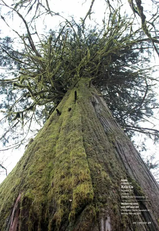  ??  ?? FLORA
RUNNER-UP Kris Cu
Surrey, B.C. Student, Simon Fraser University, 22 Western red cedar, over 600 years old
Cheakamus Centre, Squamish, B.C.
Mid-day, February 2017