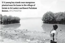  ??  ?? A young boy stands near mangroves planted near his home in the village of Entale in Sri Lanka’s northwest Puttalam District.