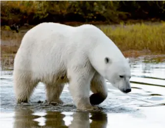  ??  ?? A polar bear prowls a barren landscape on the shores of Hudson Bay, Canada. As the Arctic and sub-arctic sea ice melts due to global warming, polar bears face long summers without fat reserves from seals. VCG