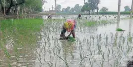  ?? PHOTO ?? Heavy rainfall was reported in parts of Yamunanaga­r, Kurukshetr­a and Karnal districts on Tuesday.HT