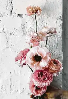  ?? Fleur McHarg / “The Flower Expert” ?? Ranunculus have a contempora­ry, fresh feel, McHarg says.