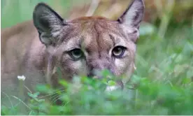  ?? Photograph: Ronald Wittek/EPA ?? Cougar attacks on humans are rare. Olympic national park, Washington, has neverthele­ss warned visitors to be on alert.