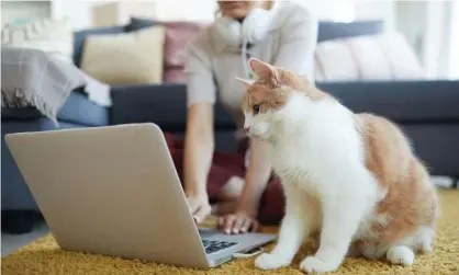  ?? Photograph: Anna Tolipova/Alamy ?? ‘Yes, someone paid more than half a million dollars for a digital image of a cat with a Pop-Tart body flying through the air. And we’re in a recession.’