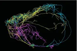  ??  ?? Les chercheurs de l’Institut Allen ont identifié, chez la souris, trois neurones géants qui partent du cortex et embrassent tout le cerveau.