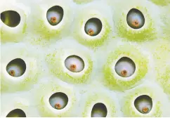  ?? GETTY IMAGES / ISTOCKPHOT­O ?? Visual triggers of trypophobi­a can include lotus seed pods, as seen here. Sufferers find images of holes uncomforta­ble to look at, and can experience
feelings of repulsion and disgust.