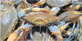  ??  ?? Crabs stand by in the cooler at Bay Island. Their population dynamics can swing quickly.