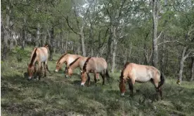  ?? Photograph: Chloé Farand ?? The herd of 10 Przewalski's horses arrived from France to the reserve in the Iberian highlands in May.