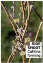  ?? ?? SIDE SHOOT Catkins forming