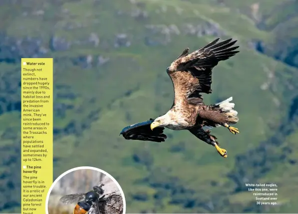  ??  ?? White-tailed eagles, like this one, were reintroduc­ed in Scotland over 30 years ago.