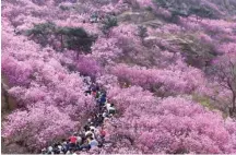  ?? LIANG XIAOPENG / XINHUA ?? April 5 — Tourists flock to Dazhu Mountain in Qingdao, Shandong province to watch the blooming wild azaleas.