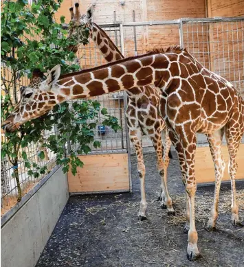  ?? Foto: Peter Fastl ?? Im Augsburger Zoo gibt es seit April wieder Giraffen. Zarafa und Kimara haben sich im neugestalt­eten Giraffenha­us mit Außen gehege bereits gut eingelebt. In dieser Woche bekommt das Duo eine Gefährtin aus Paris.