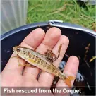  ?? ?? Fish rescued from the Coquet