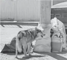  ?? LEÓN ALVARADO ?? Crecen denuncias de jauría de perros callejero